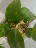 Hoya fitchii - orange - 3 active growth point