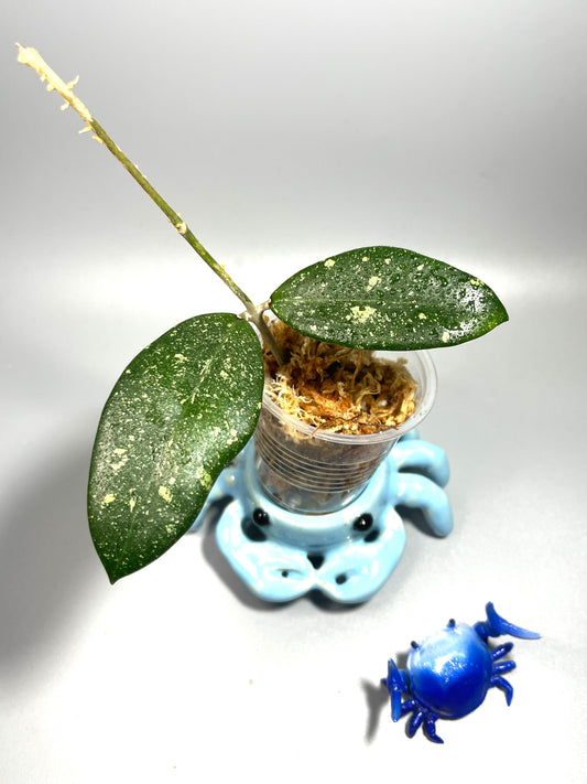 Hoya epc 600 / epc-600 -  Unrooted