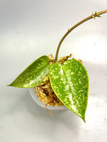 Hoya epc 973  - unrooted