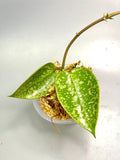 Hoya epc 973  - unrooted