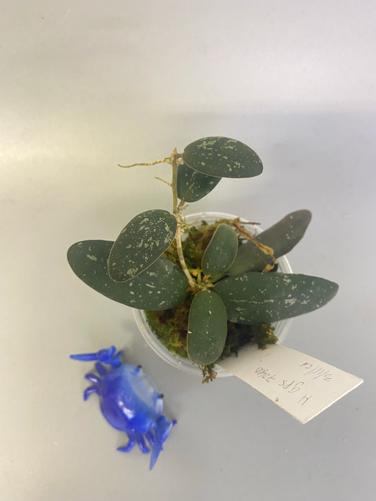 Hoya gps 7240 - active growth