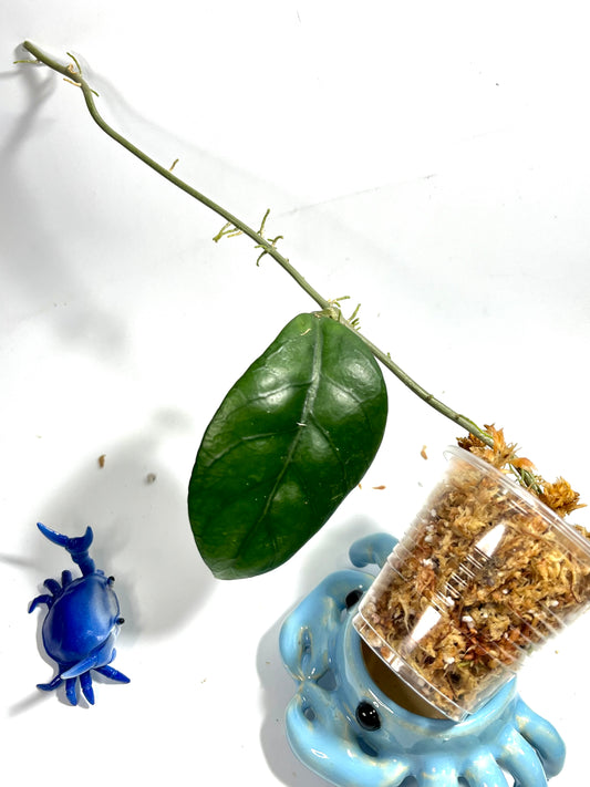 Hoya sp doi tung - unrooted