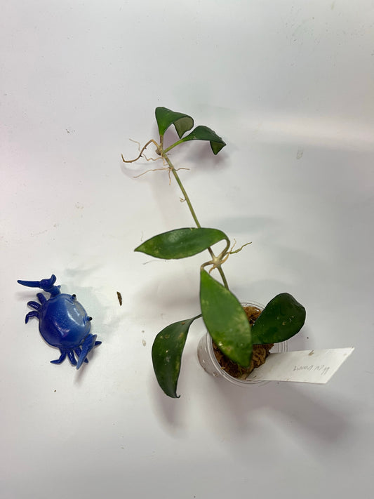 Hoya cv noona - has roots