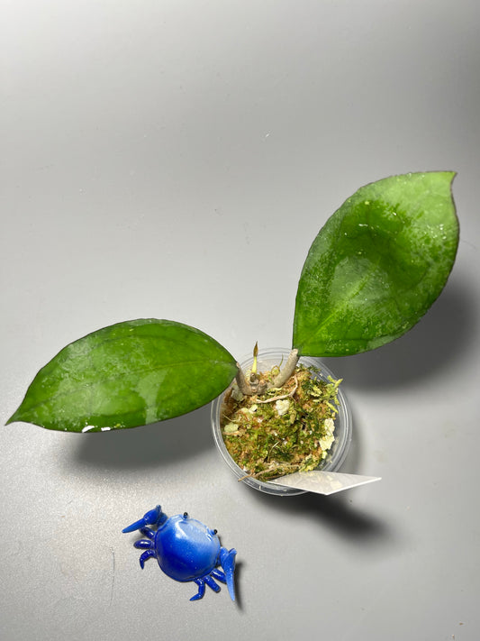 Hoya PMP 176 - joy x Jennifer - active growth