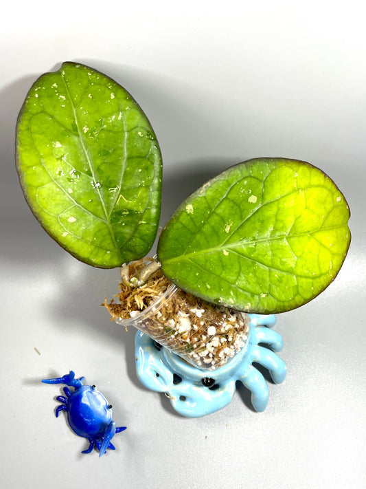 Hoya priktai  - Unrooted