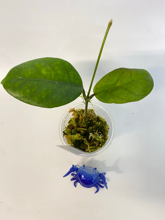 Hoya sp doi tung - actively growing