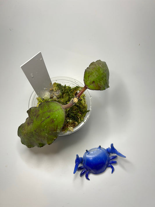 Hoya waymaniae borneo - starting to root