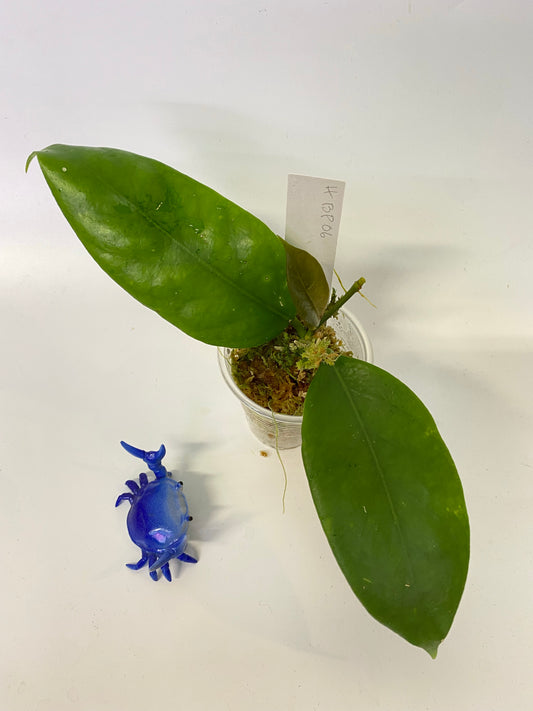 Hoya BP06 - has roots