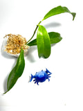Hoya filiformis (Chlorantha var tihtuilensis) - Unrooted