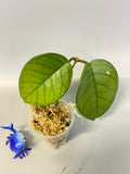 Hoya fungii - unrooted