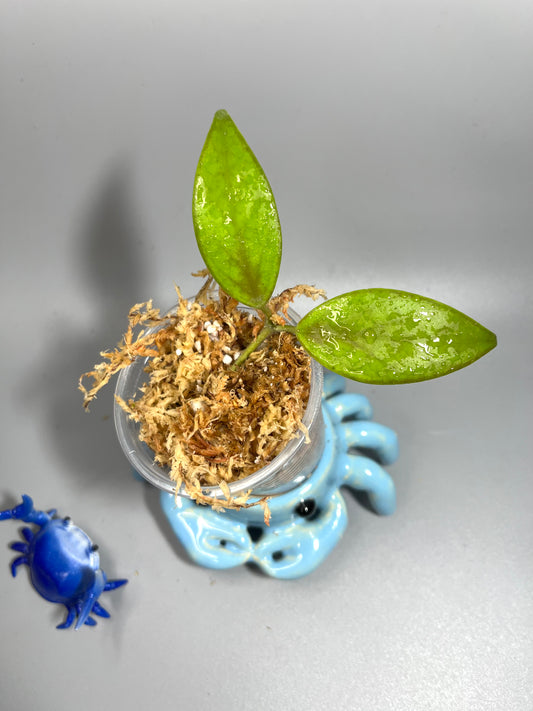 Hoya minahassae - Unrooted