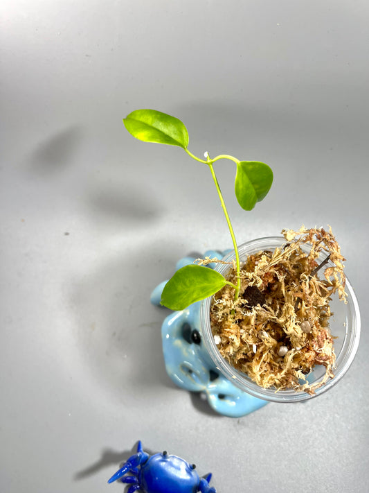 Hoya leucorhoda  - fresh cut - Unrooted