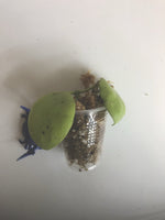 Hoya kastbergii