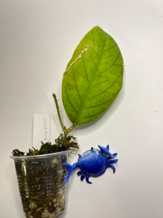 Hoya meredithii - has some roots