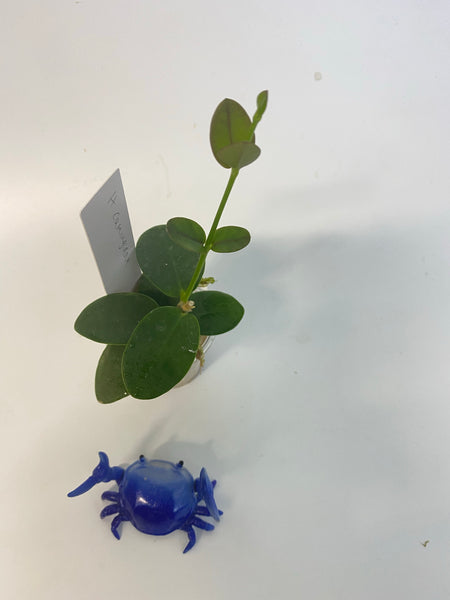 Hoya cumingiana - active growth