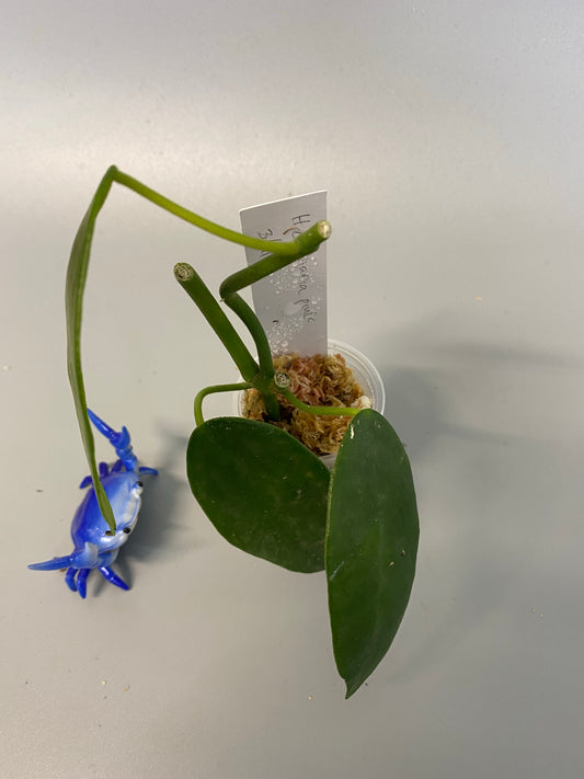 Hoya coronaria pink -has some root