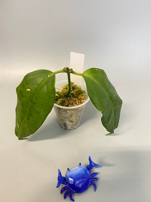 Hoya buotii sunrise - has some roots