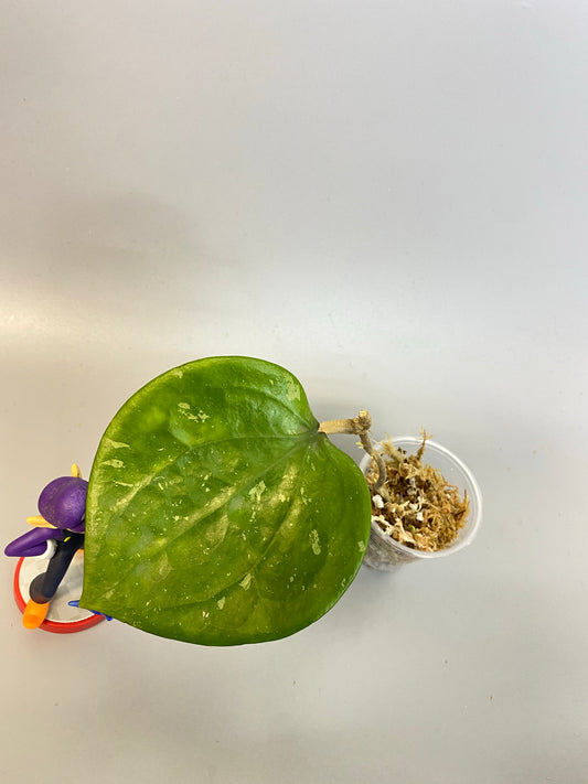 Hoya balaensis - just starting to root