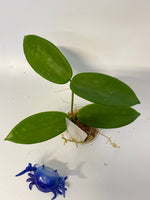 Hoya vangviengiensis - just starting to root