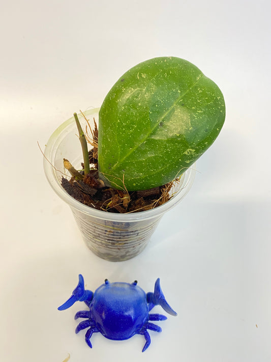 Hoya ‘Michele’ - new growth