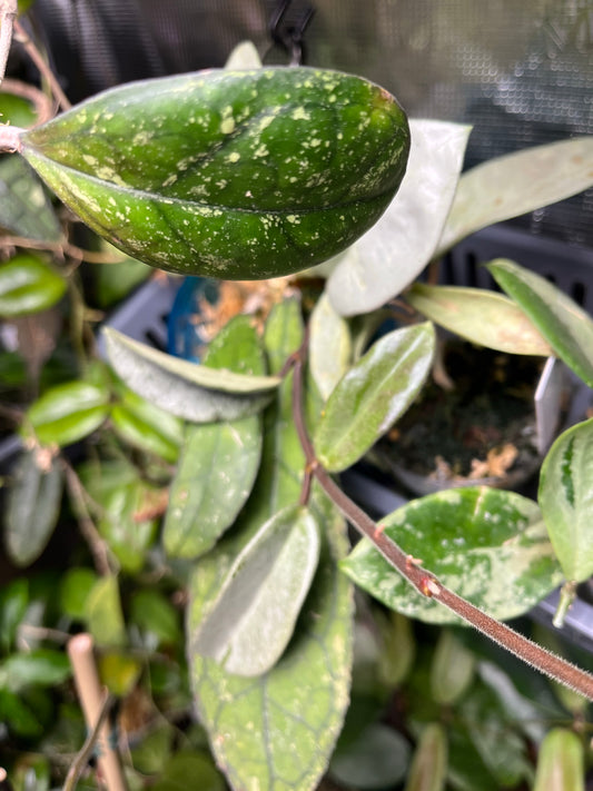 Hoya cv larisa - fresh cutting - 1 node