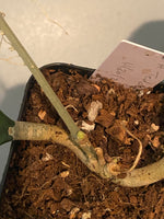 Hoya perak teddy bear / peninsularis - growth point forming