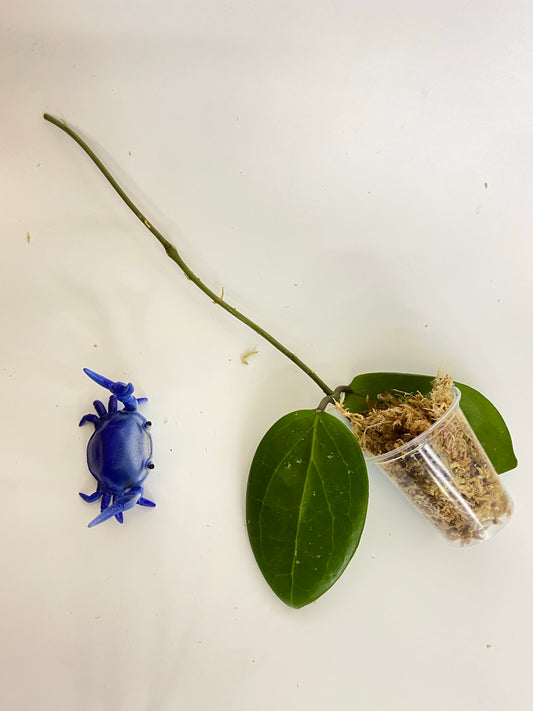 Hoya BP01 - unrooted