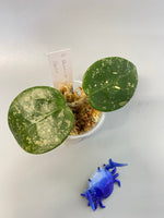 Hoya parasitica splash - starting to root