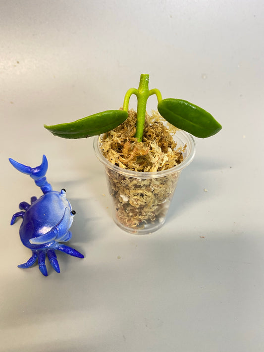 Hoya coronaria white - Unrooted - free add-on