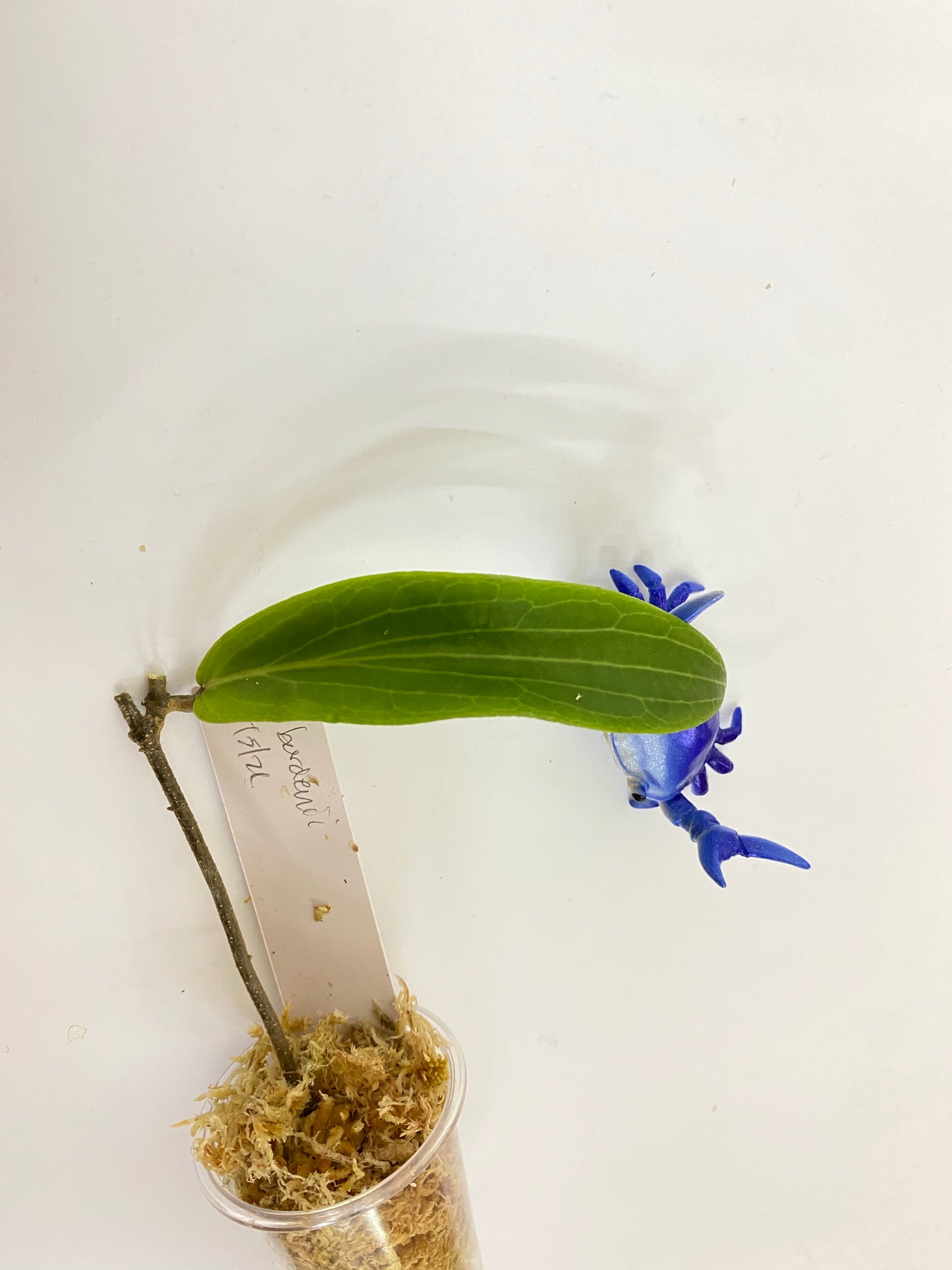 Hoya bordenii - starting to root