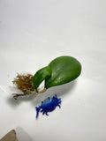 Hoya cv noelle - vitellinoides x vitellina - has roots