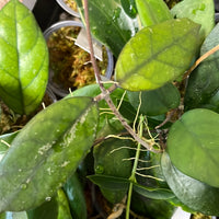 Hoya kalimantan hard leaves fresh cut - 1 node/2 leaves - Unrooted