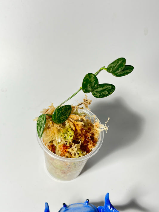 Hoya serpens splash -  fresh cut - Unrooted