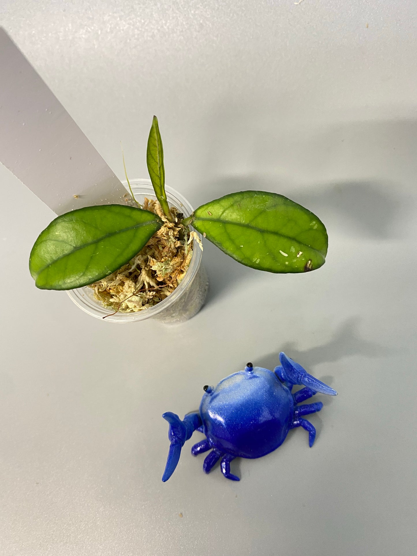 Hoya crassipetiolata - has active growth