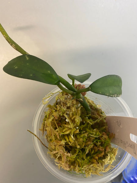 Hoya diversifolia crassipes - actively growing