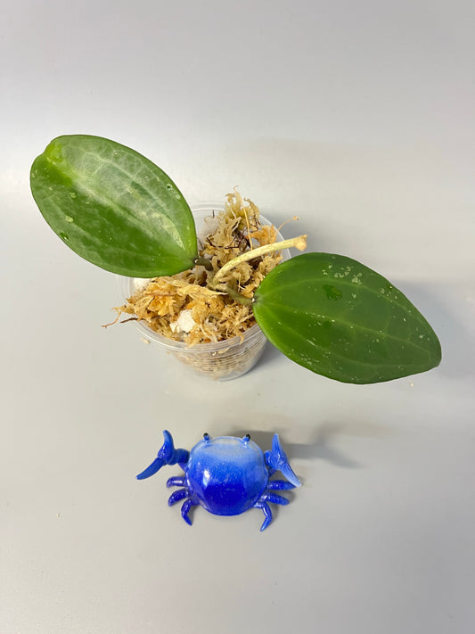 Hoya macrophylla snow queen - Unrooted