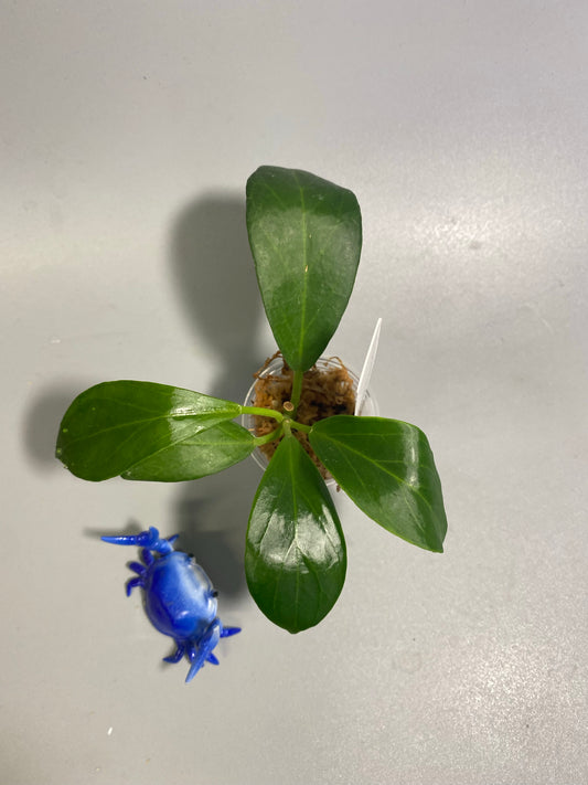 Hoya obscura - has some roots