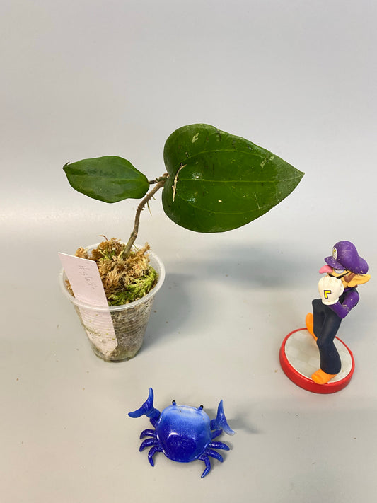 Reserved for Kat - Hoya glabra - has active growth