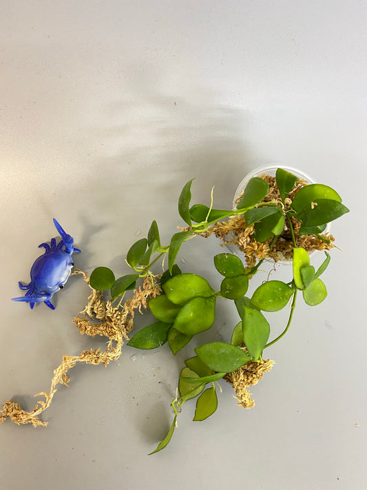 Hoya heuschkeliana pink - has roots