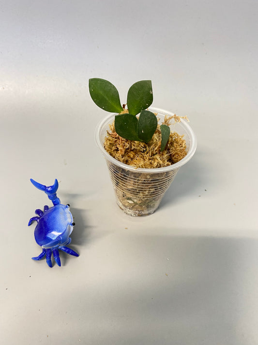 Hoya carmelae - unrooted