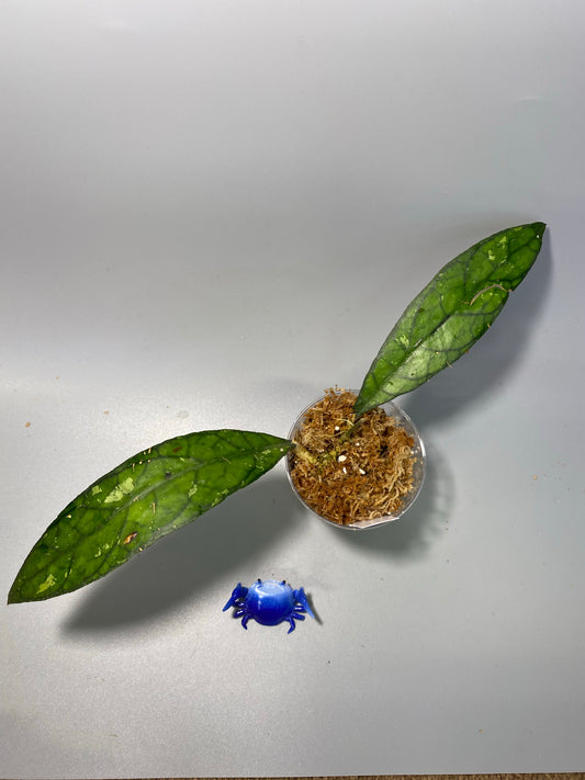 Hoya finlaysonii songkha - starting to root