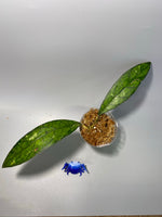 Hoya finlaysonii songkha - starting to root