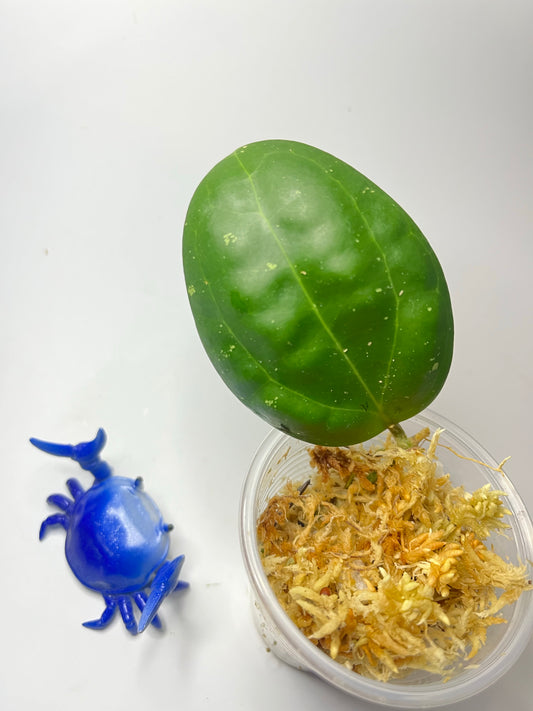 Hoya BP02 - Unrooted