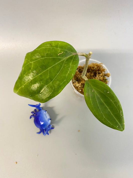 Hoya quinquenervia - unrooted