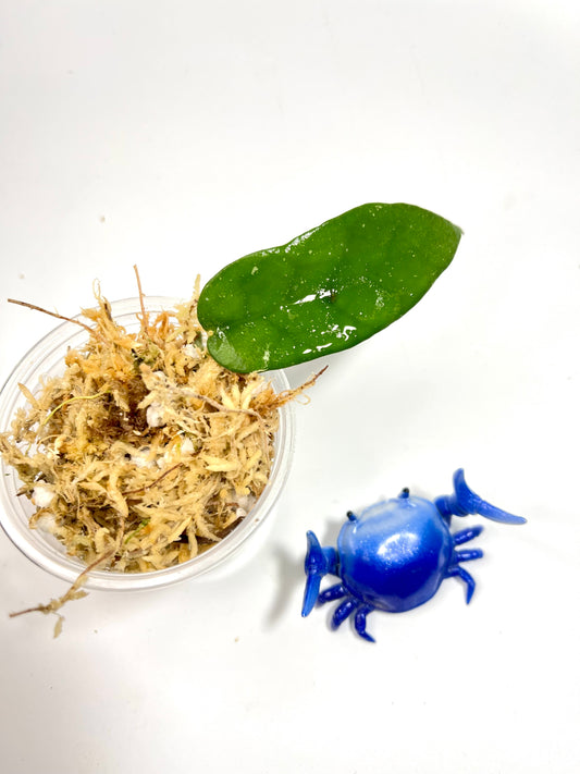 Hoya caudata hooker - Unrooted