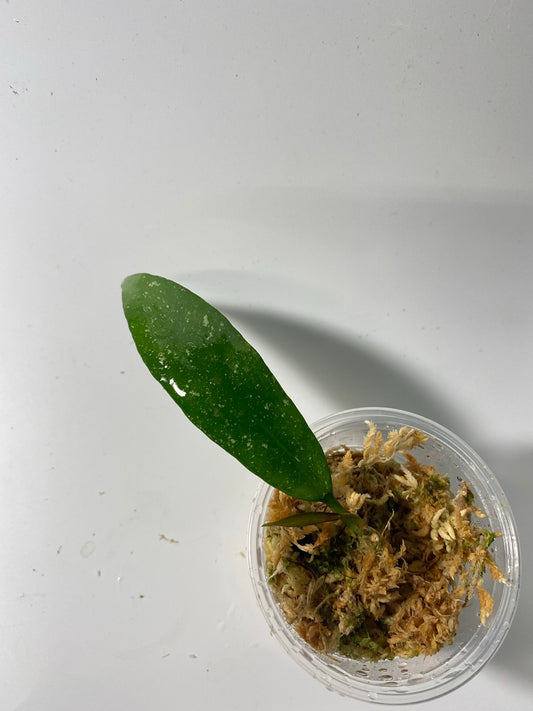 Hoya scortechinii pink UT001- active growth