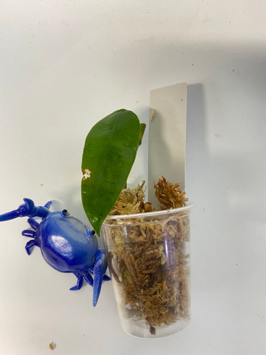 Hoya coronaria pink - Unrooted - free add-on