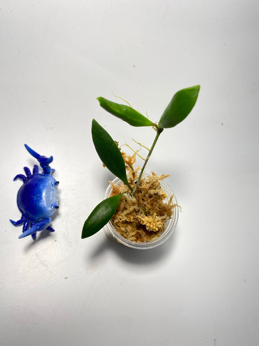 Hoya loheri - unrooted