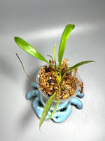 Hoya tsangii (real species) - starting to root