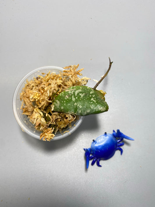 Hoya imbricata - active growth